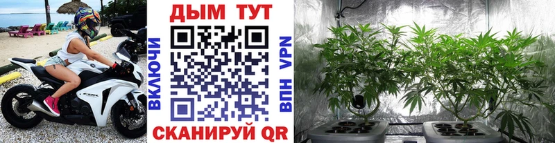 Купить где  Чистополь  Бошки Шишки сатива 